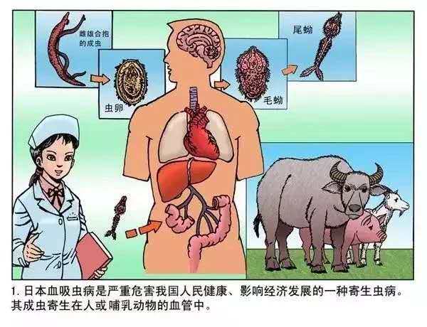 血吸虫病防治连环画全知道