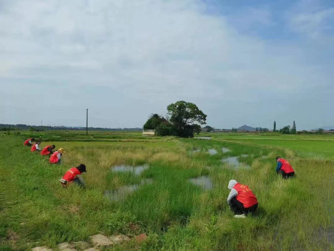 春季查螺正当时，余江血防在行动