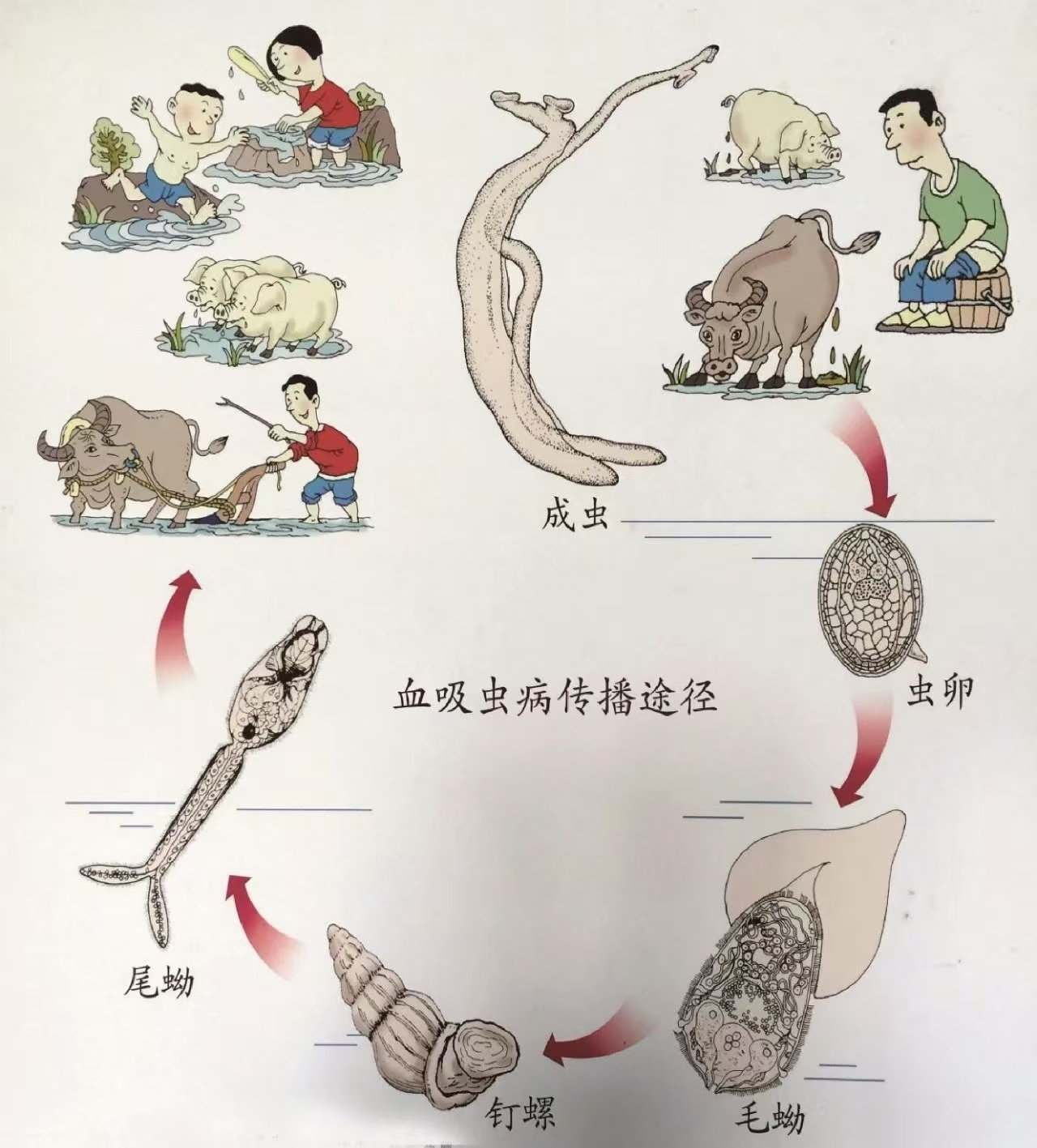 瘟神的奥秘：血防纪念馆带你揭开“血吸虫”的神秘面纱